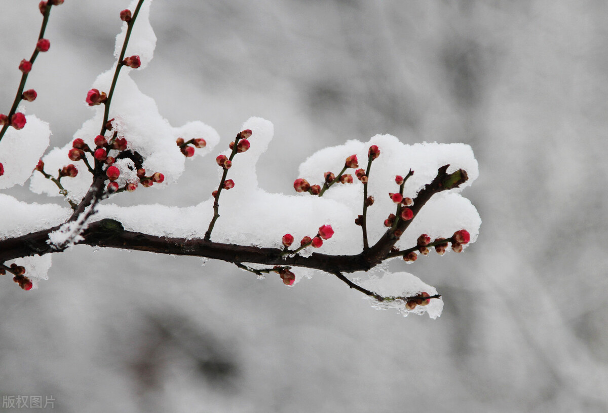 今日大雪节气，有关大雪的5句正能量农村谚语，句句寓意深刻