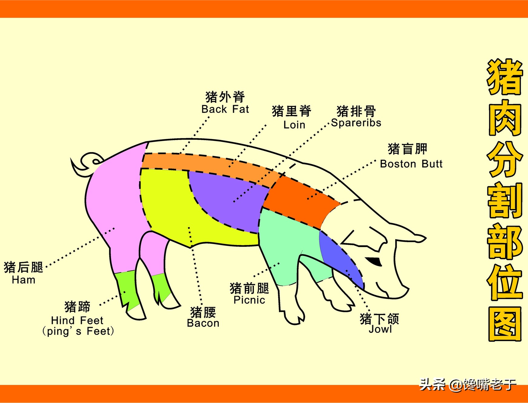 猪关节 结构图图片