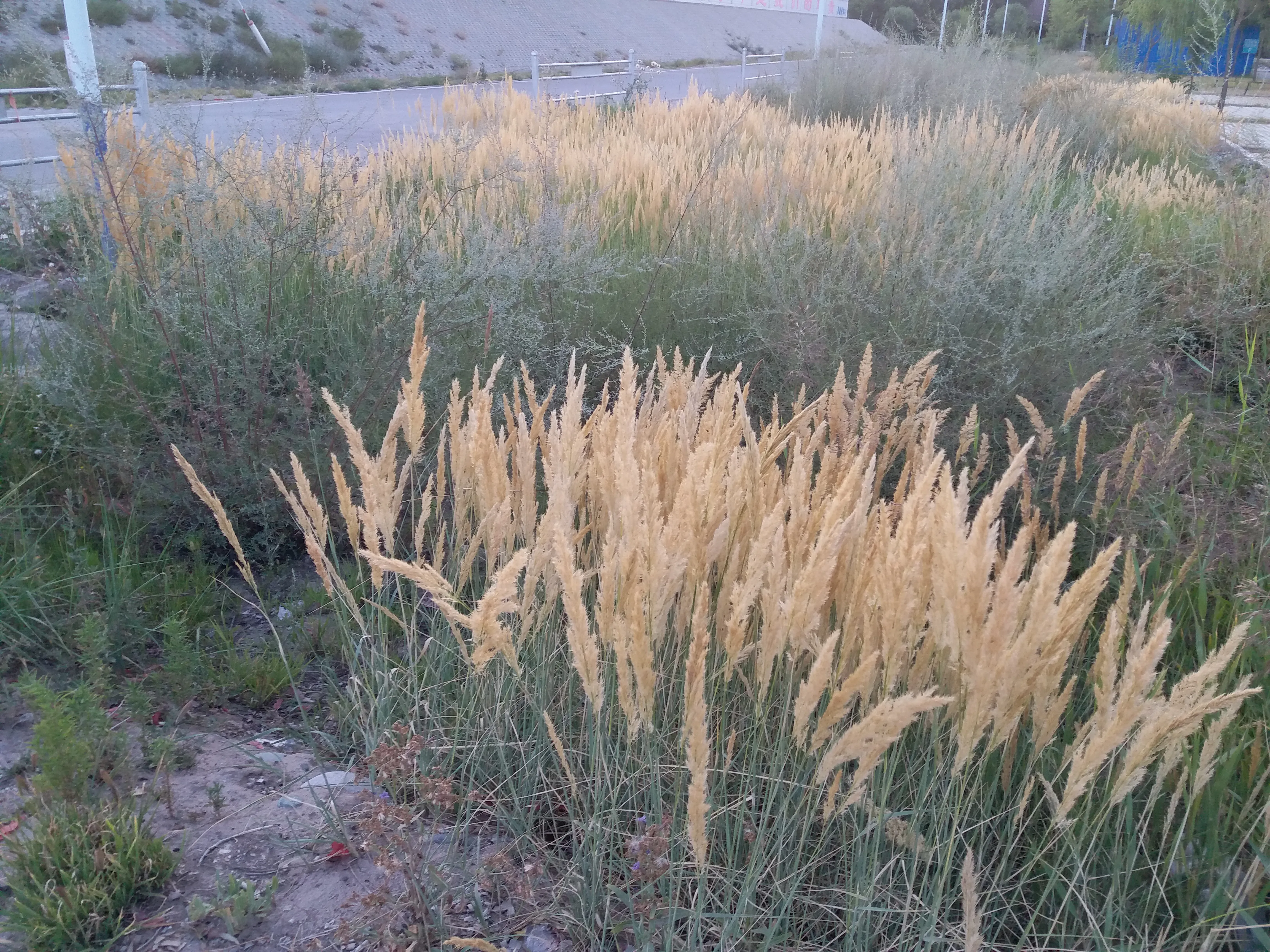 名著中的秋野（三）—尾花