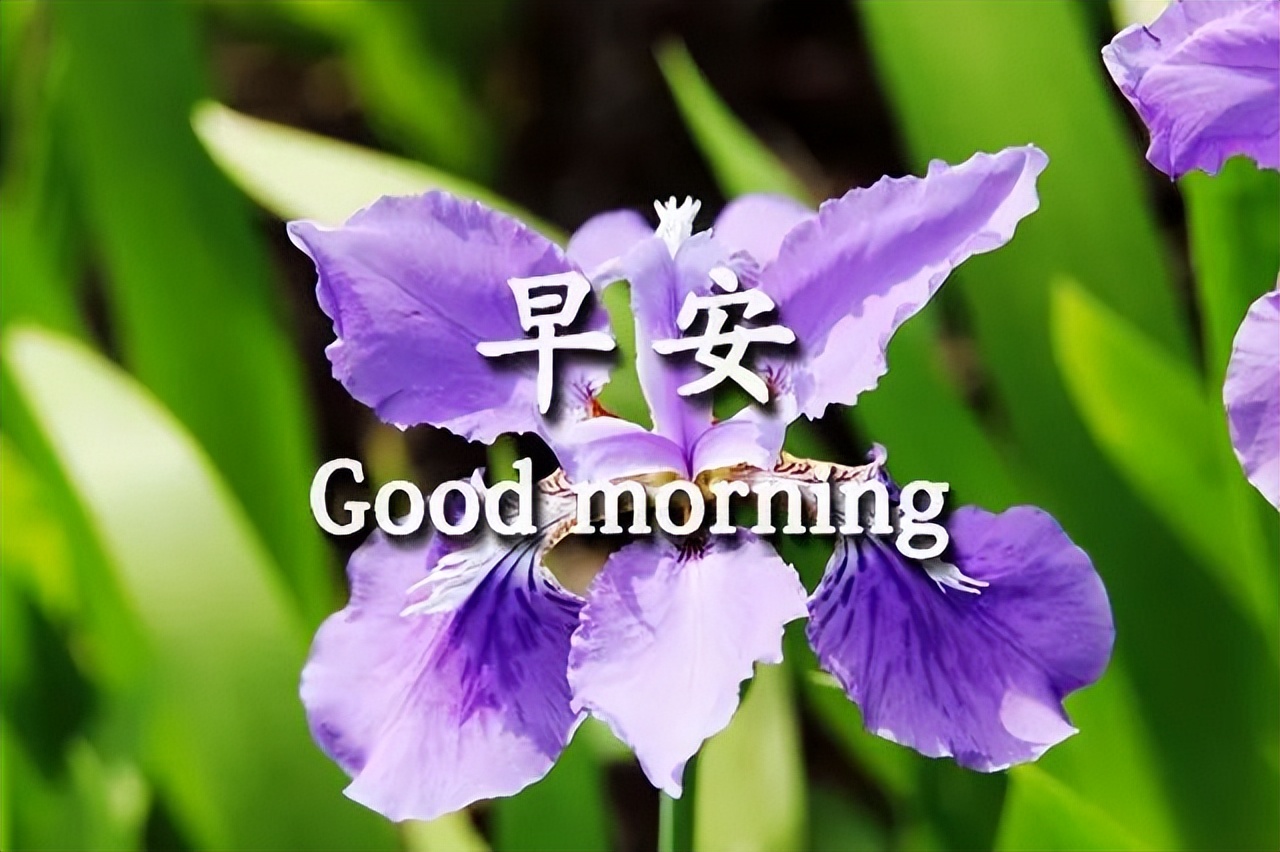 创意的早上好表情包动图祝福语 人之相交交于情，爱之相伴在于懂图片