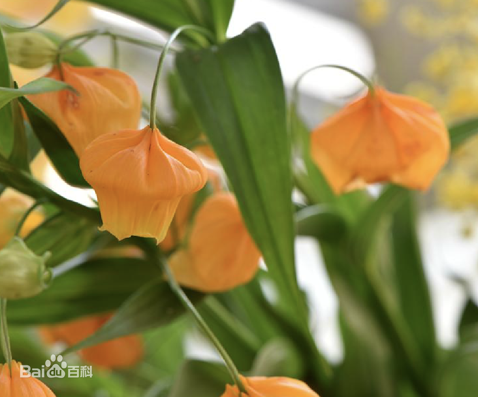 6种 颜值花 精美绝伦 仿佛开了天然滤镜 也太上镜了吧 天天看点