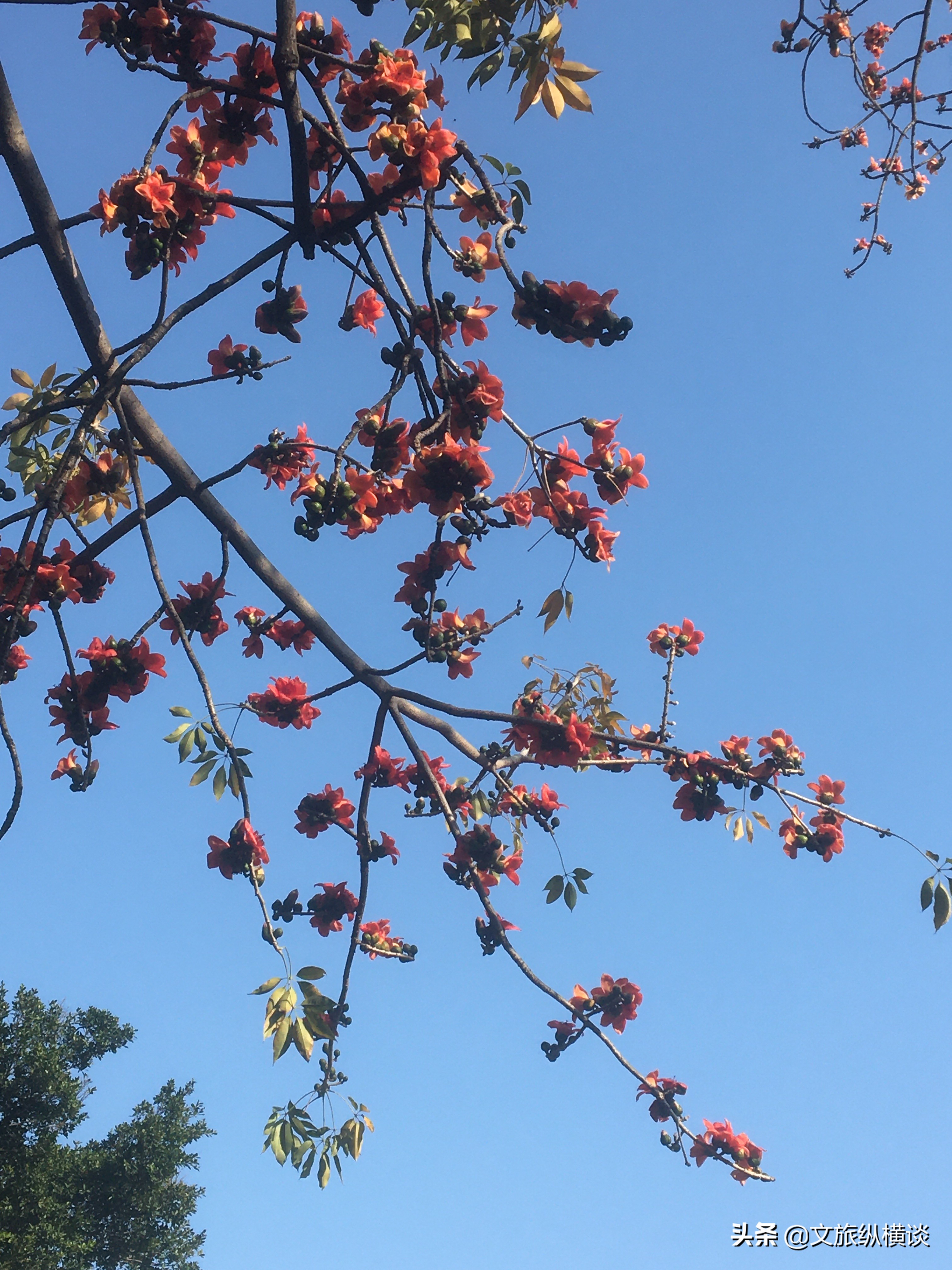 春天里，广州花开叶落，半城花海半城秋