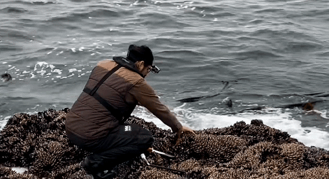 比龙虾还要贵7倍的海鲜,每年5人因它而死,藤壶配不配?