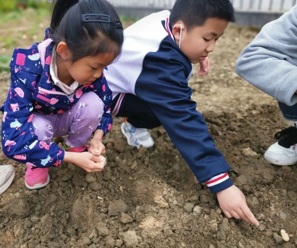 成都高新区朝阳小学开展“节气深耕·清明节气”主题活动