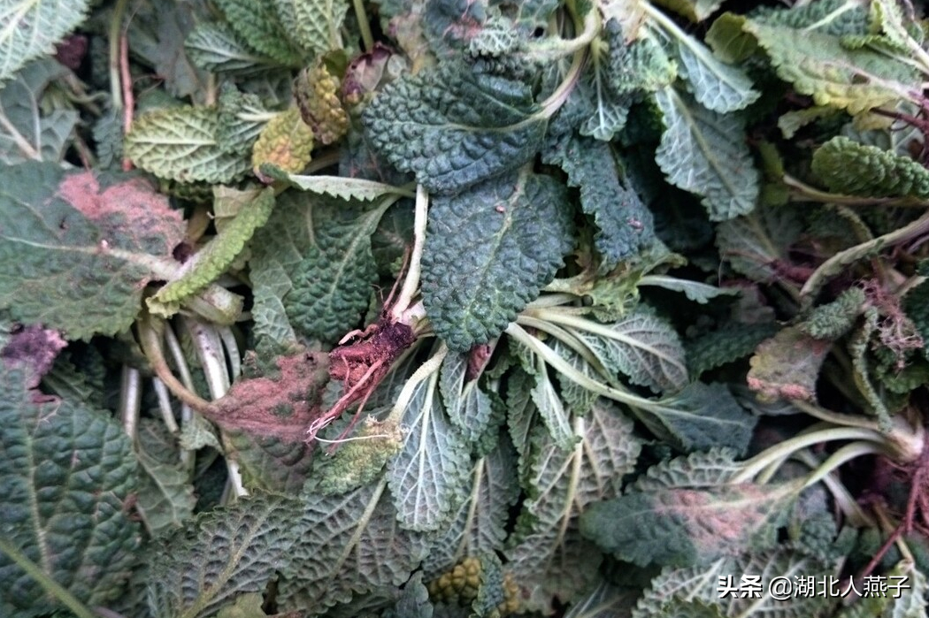 夏季摘野菜，送你61种野菜大图鉴，让你轻松认识各种野菜和吃法