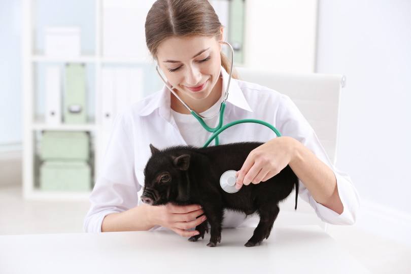 茶杯猪多少钱一只这么可爱的宠物猪