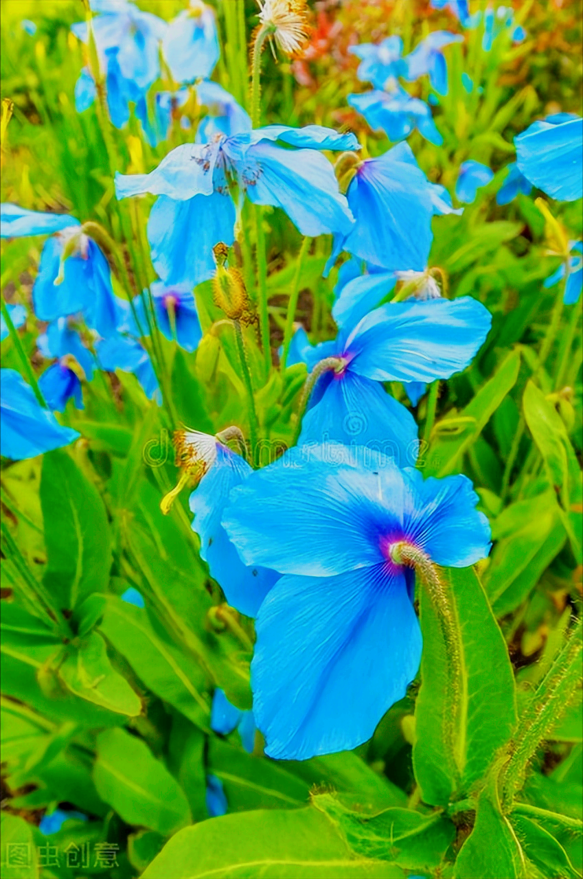 一花一深爱，春暖花开爱钟情，鸟语花香情如画，赏心悦目醉人心