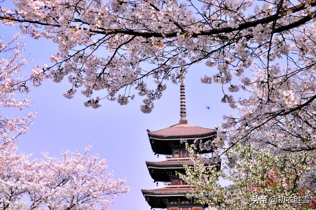樱花古诗词九首赏读：樱花如霰晓莺啼，春风才起雪吹香