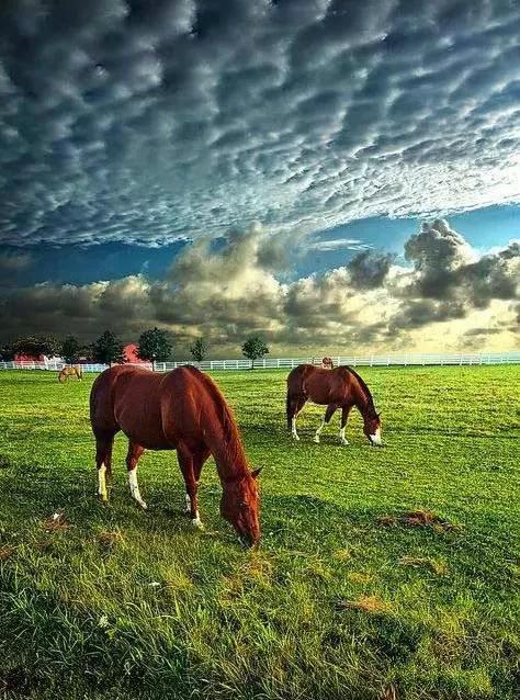 美丽的草原，我来了