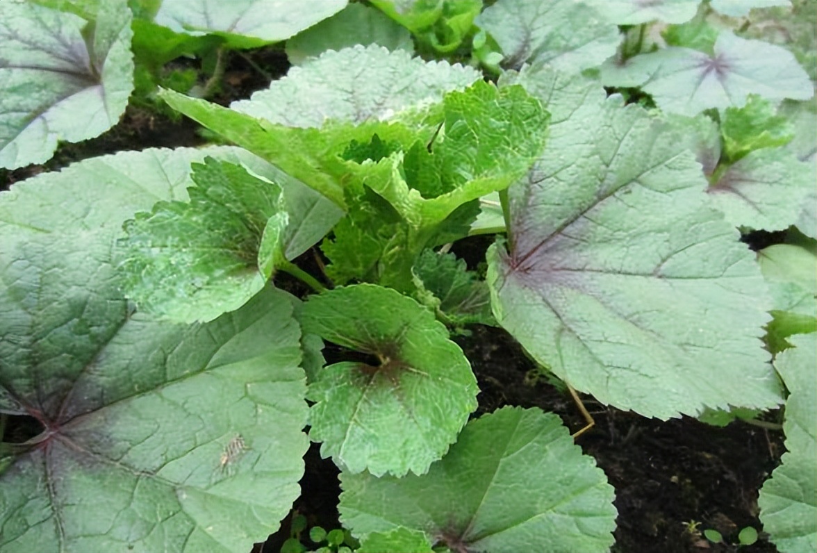 野草名稱及圖片大全(春天看圖挖野菜) - 赤虎壹號