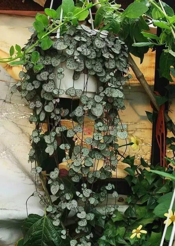 爱之蔓是吊灯花属的多肉植物,枝条能长得很长,可以自然垂吊,是一种垂