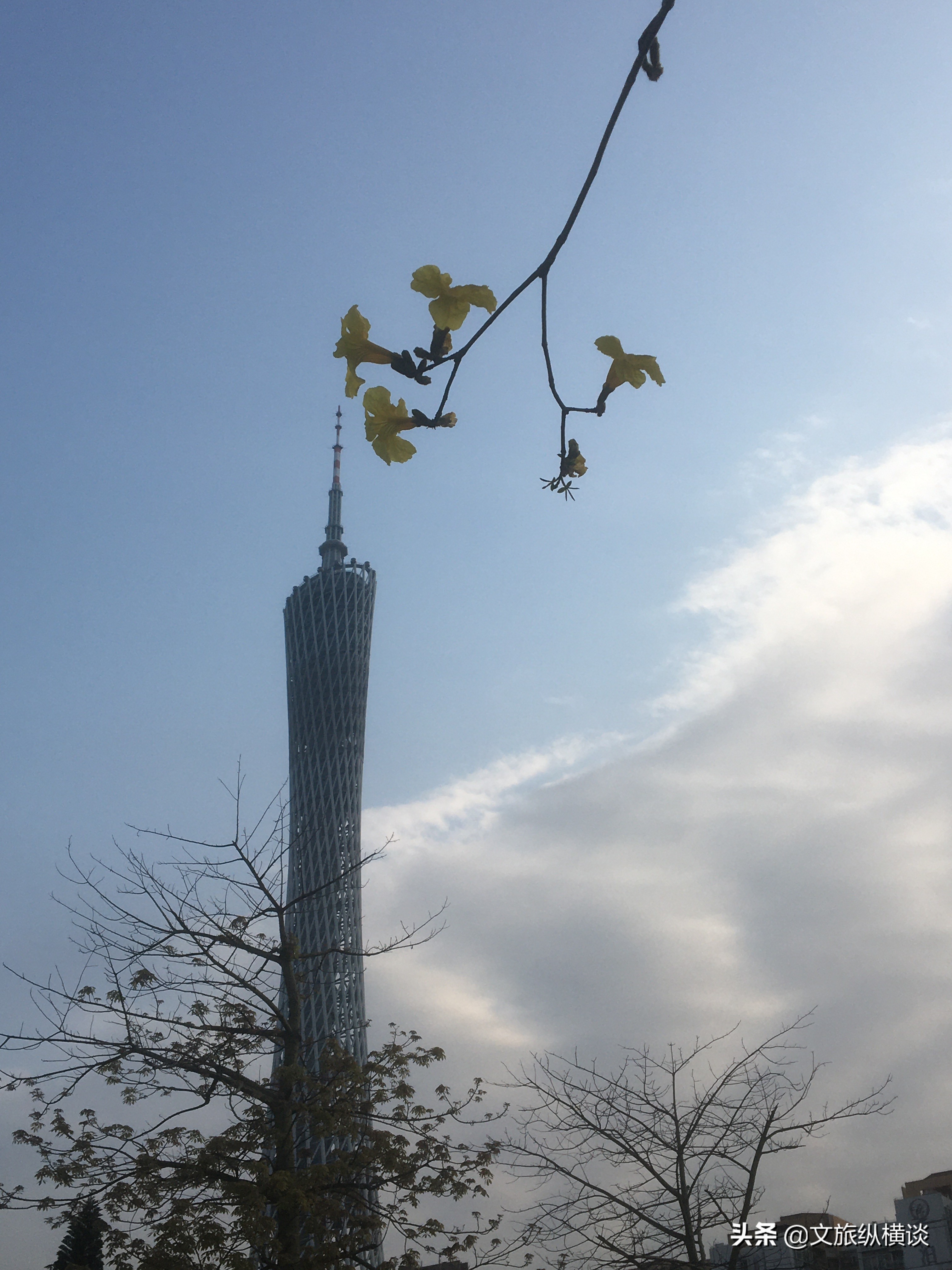 春天里，广州花开叶落，半城花海半城秋