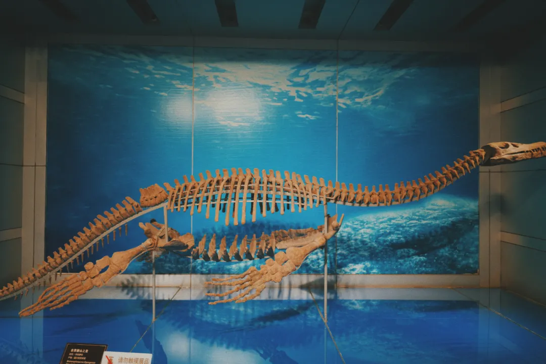 最近超火的盐帮菜之乡让我大开眼界，奇怪的知识又增加了