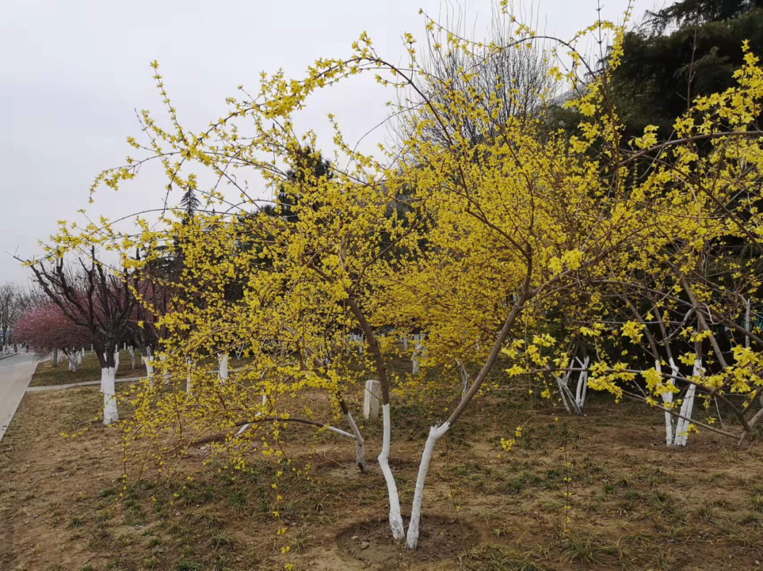 开黄花的植物名称大全（这6种小黄花谁才是真正的迎春）
