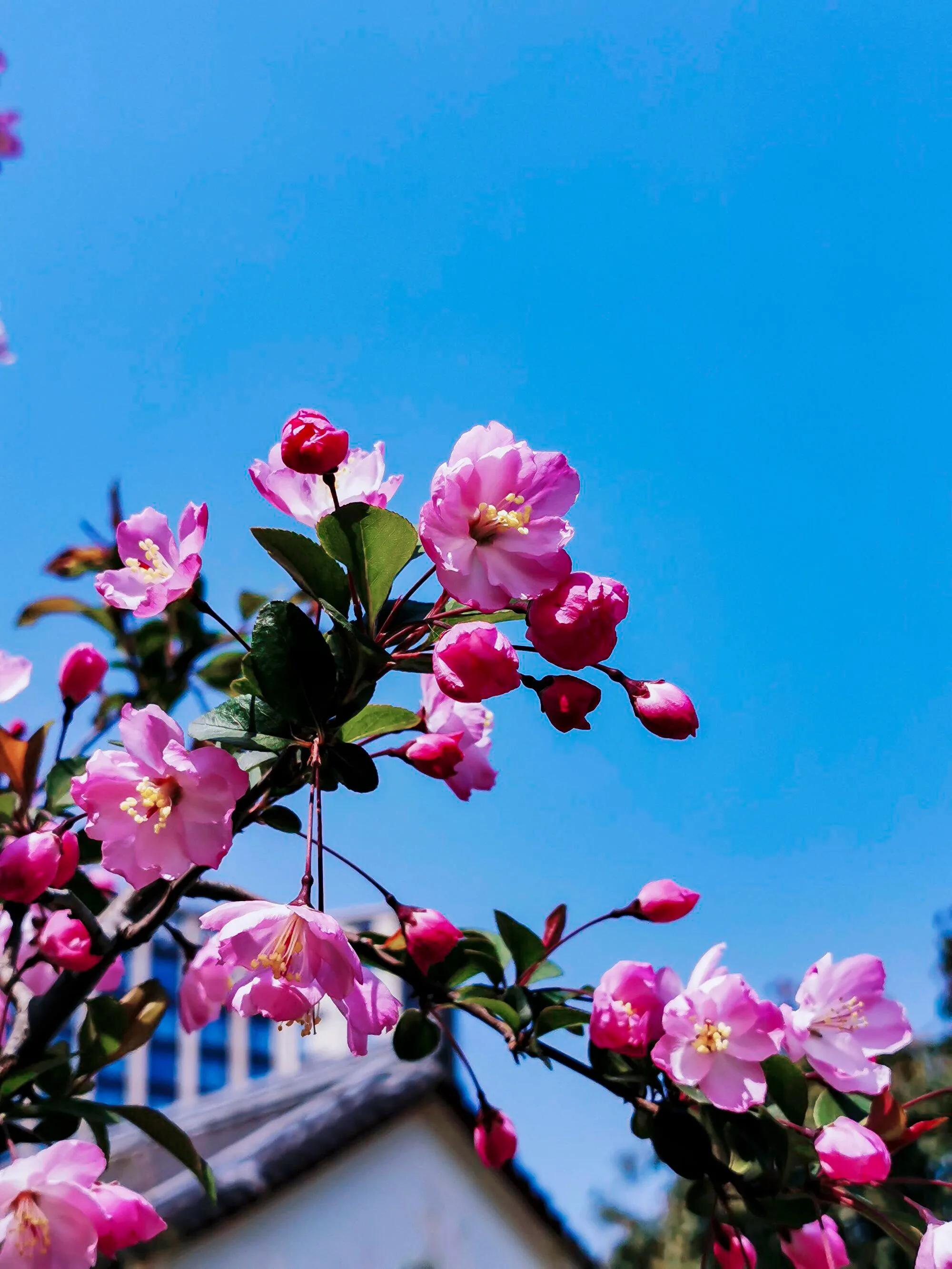 垂丝海棠花语(关于垂丝海棠花的内涵与传闻)