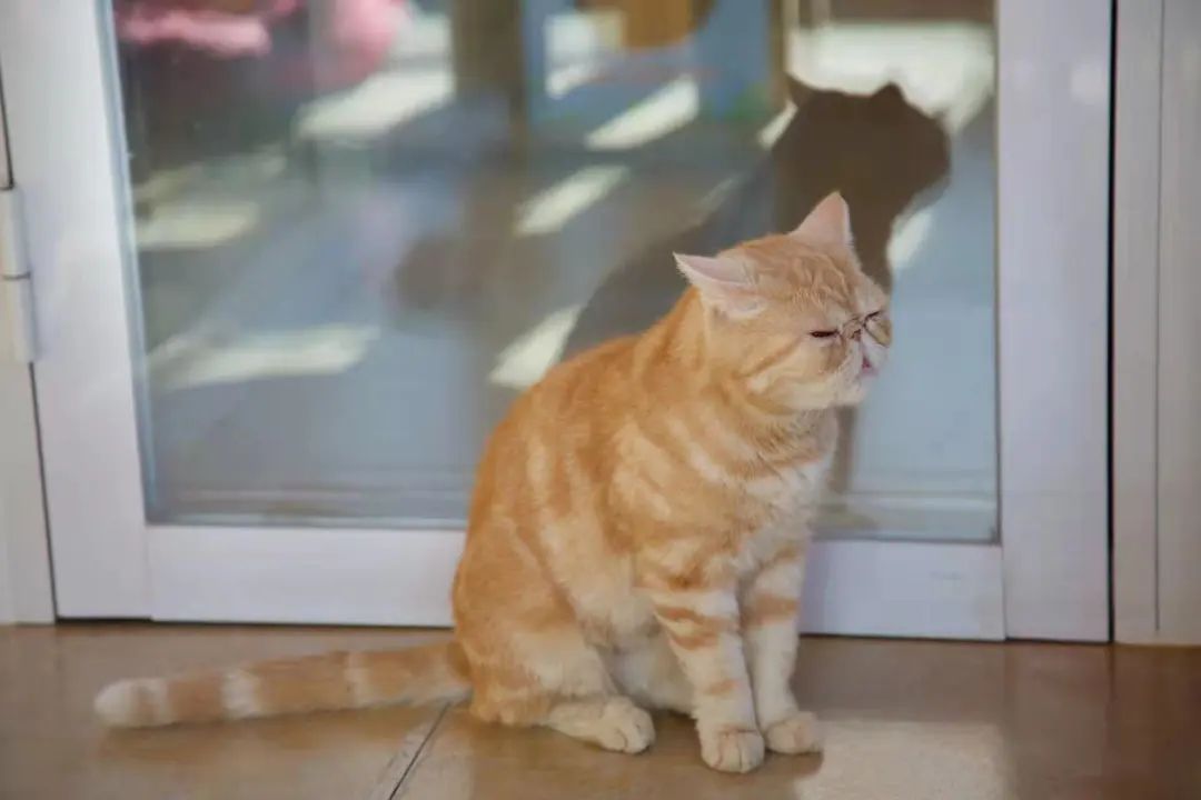 我可是拥有“三岁画老”天赋的小猫咪