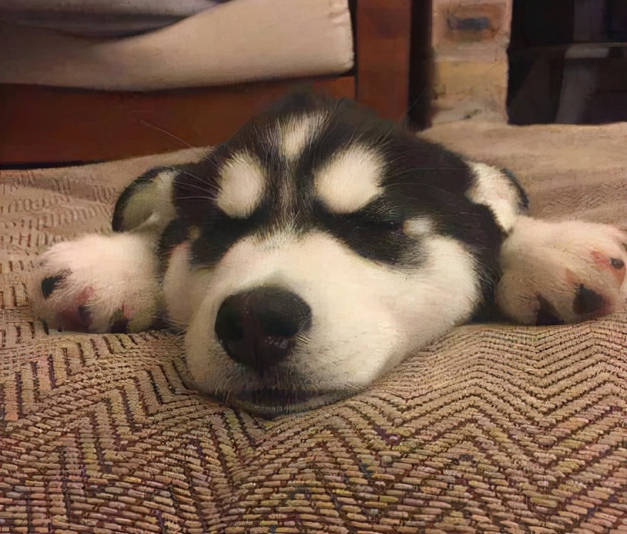 哈士奇在无聊的时候,它们更多时候是趴着,而且会是在睡觉这是狗狗的