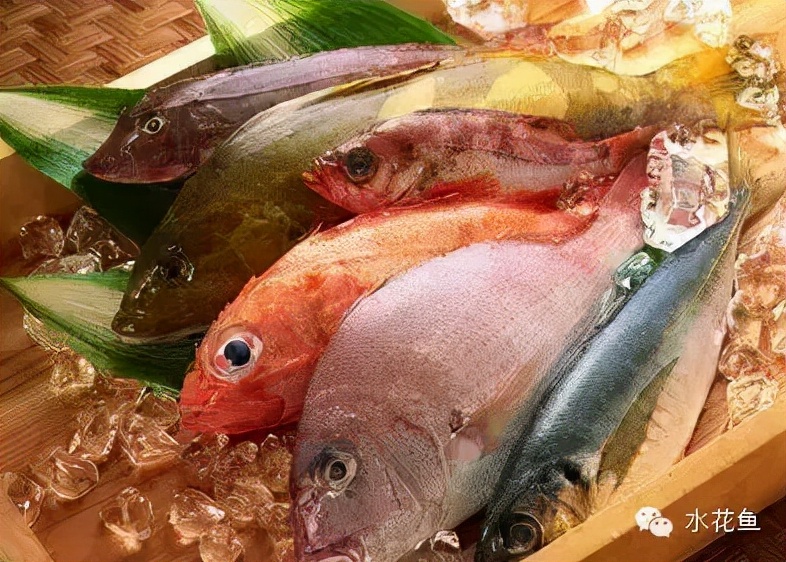 饲料鱼和粮食鱼谁优谁劣？——简析改善养殖鱼的肉质和味道