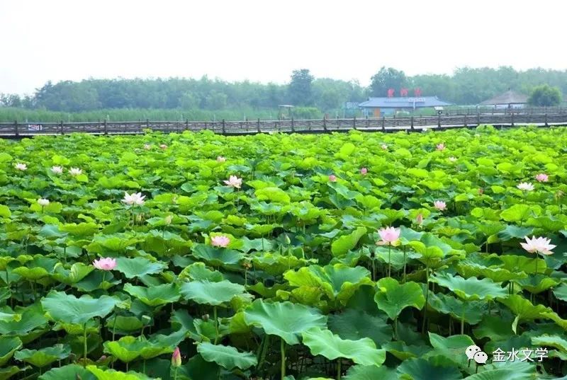 周燕芬 || 打開合陽