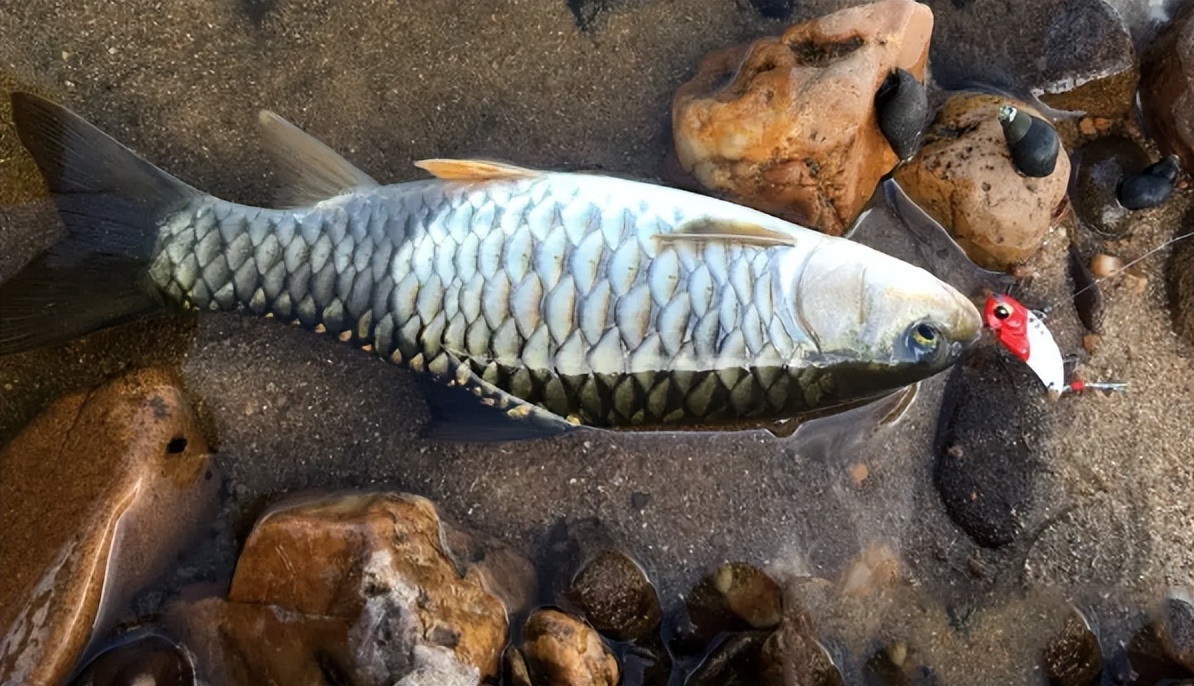 光倒刺鲃军鱼淡水鱼中的冒险王也是为数不多连鱼鳞都能吃的鱼