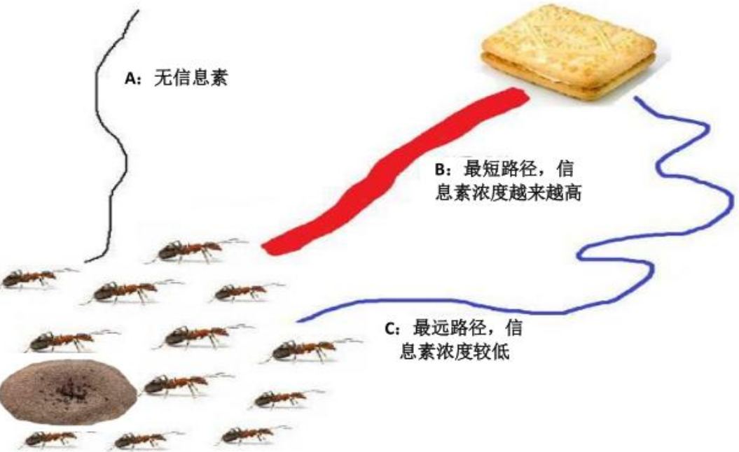 从某种意义上来讲，蚂蚁是地球上进化得最完美的生物，没有之一