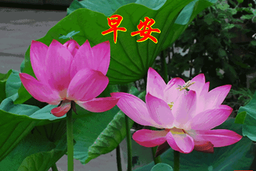 幸福的早上好动态图片带字表情包 非常时期非常问候 愿你安好无恙图片