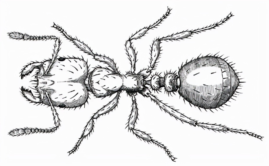 达尔文之后最伟大博物学家，爱德华·威尔逊遗作：与蚂蚁相伴80多年的故事