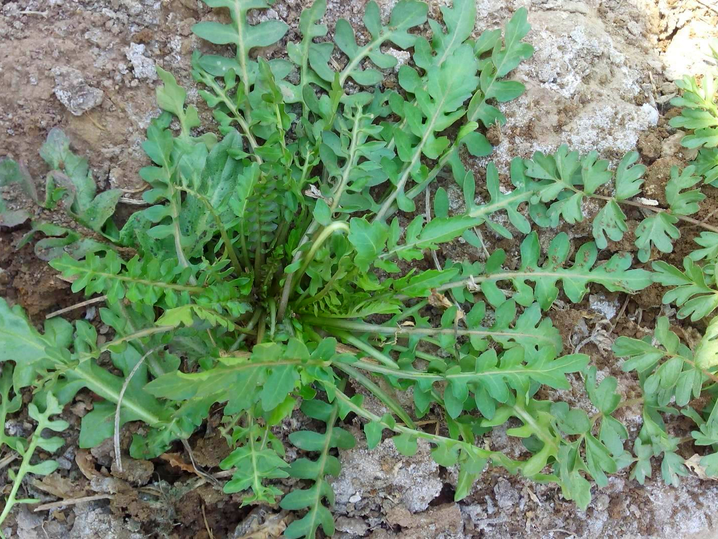 春天遇見這野菜別錯過,一次摘30斤,曬乾存起來,冬天蒸肉特別香