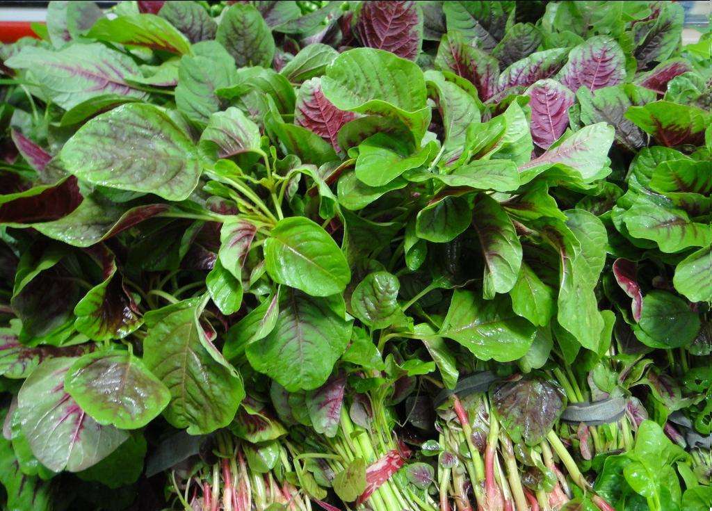 植物世界丨身边常见的40种入侵植物,有的极具危害,一定要注意