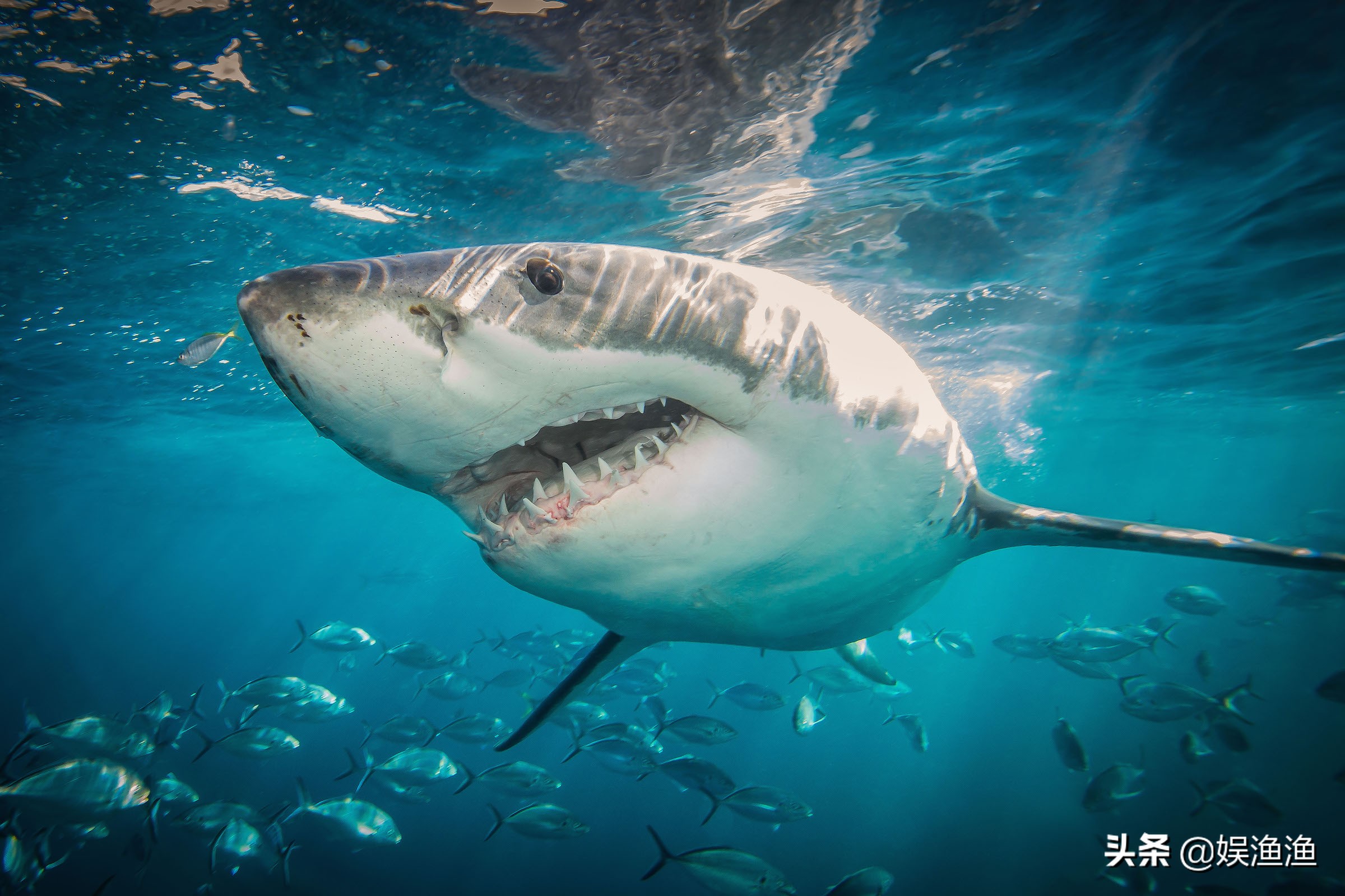 海洋中体型最大的 10 种鱼类清单