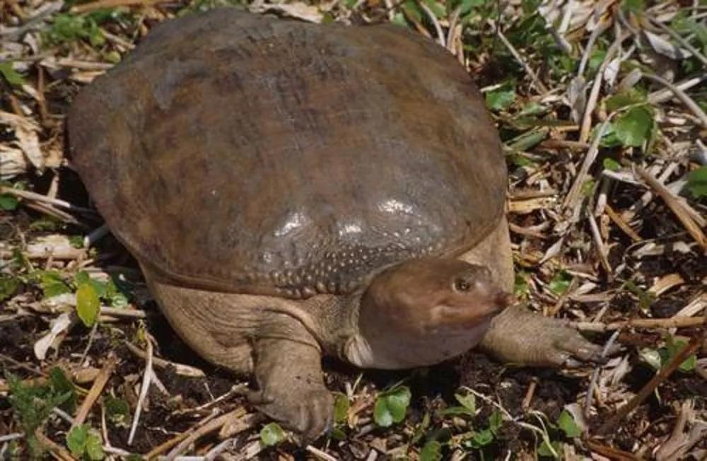 铁背鱼长什么样，95种禁放水生物图片介绍