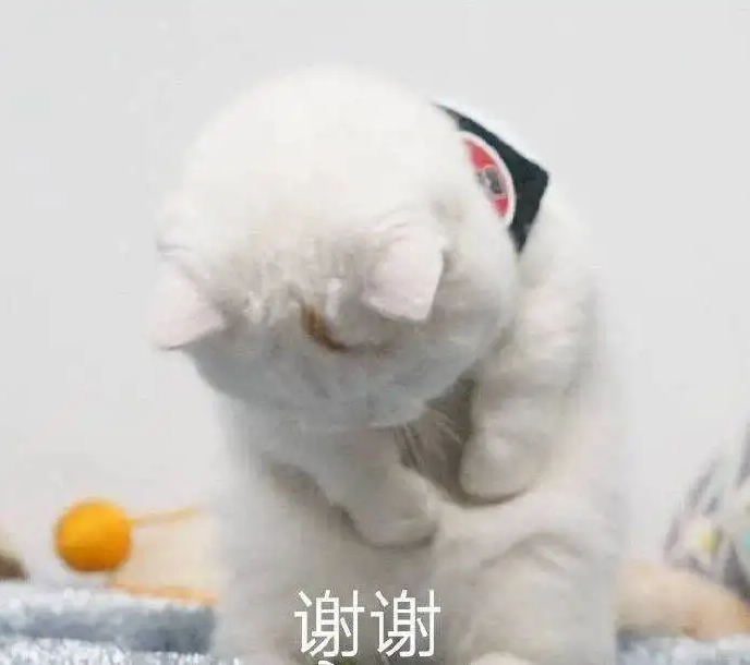 python接口自动化之MySQL数据连接