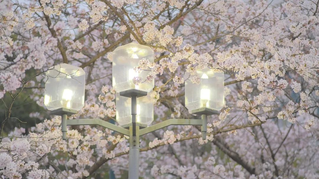 重磅！同济大学2022年强基计划招生简章发布