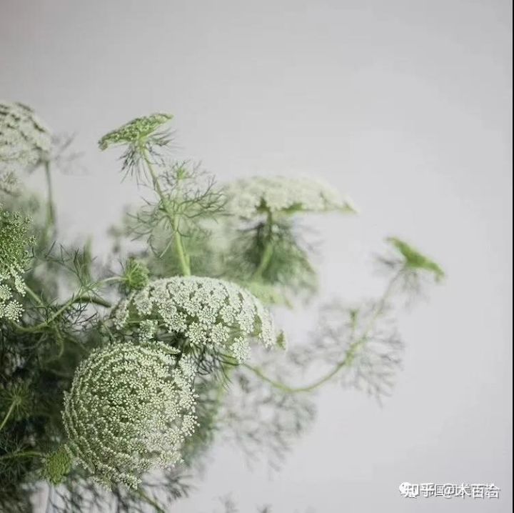 安祖花的功效及作用（常用花材养护攻略花艺师必看）