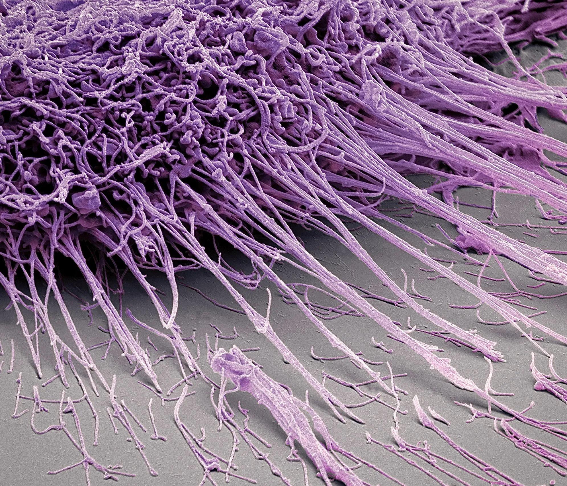 显微镜下的细胞真菌图片素材_免费下载_jpg图片格式_VRF高清图片500321853_摄图网