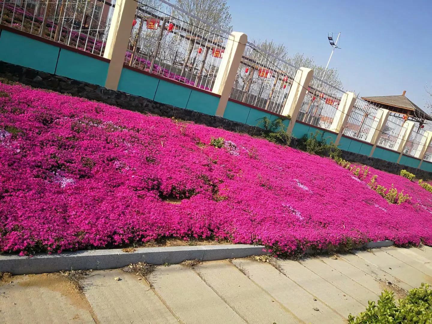 静待芝樱花开