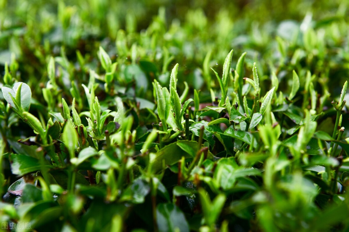 春天喝绿茶，自己喝买多少钱的茶划算？西湖龙井的价格怎么算