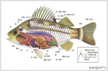 鱼的基本结构图身体图片