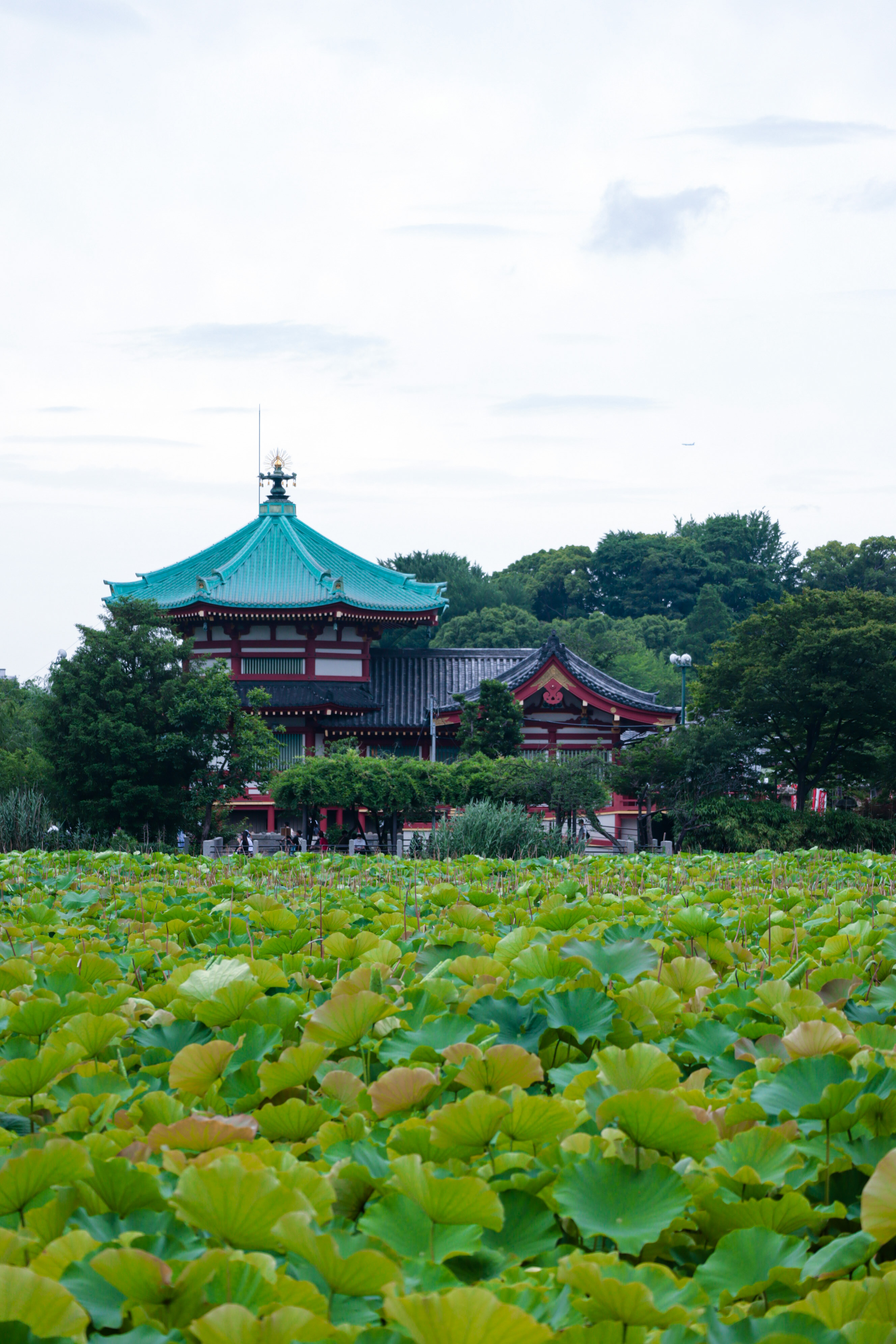 东京上野这个地儿