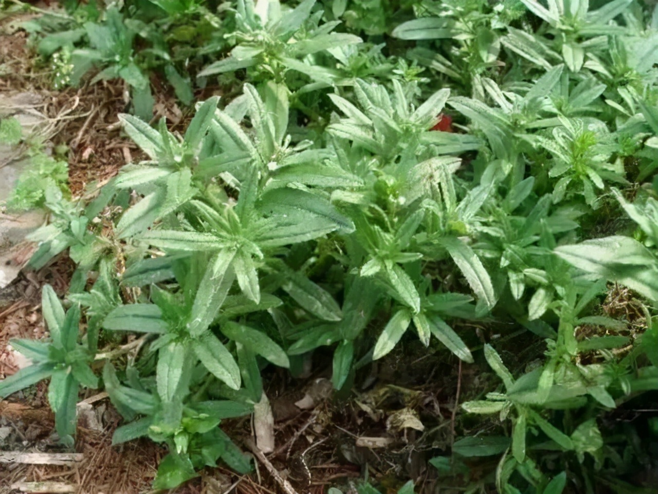 野菜图片大全及名字(农村常见的二十五种野菜) - 科猫网