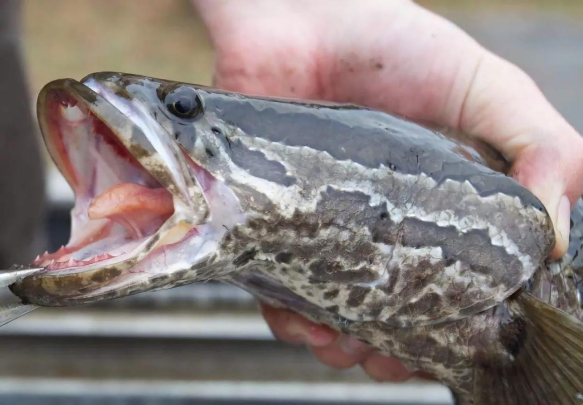面目狰狞的蛇头鱼，能吃能“走”还能生，中国的美食美国的灾难？