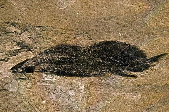 4亿年进化肺鱼离水可活4年，被认成“战五渣”，其实能长到1米多
