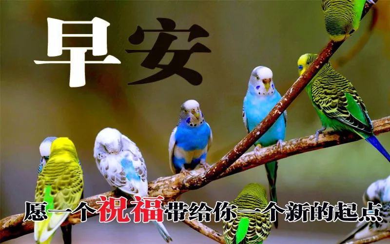 早上好，每日问候，天天没烦恼，人生有缘长相思，快乐在心间图片