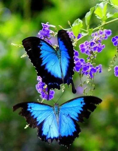 鲜花盛开,蝴蝶纷飞,如诗如画,令人陶醉