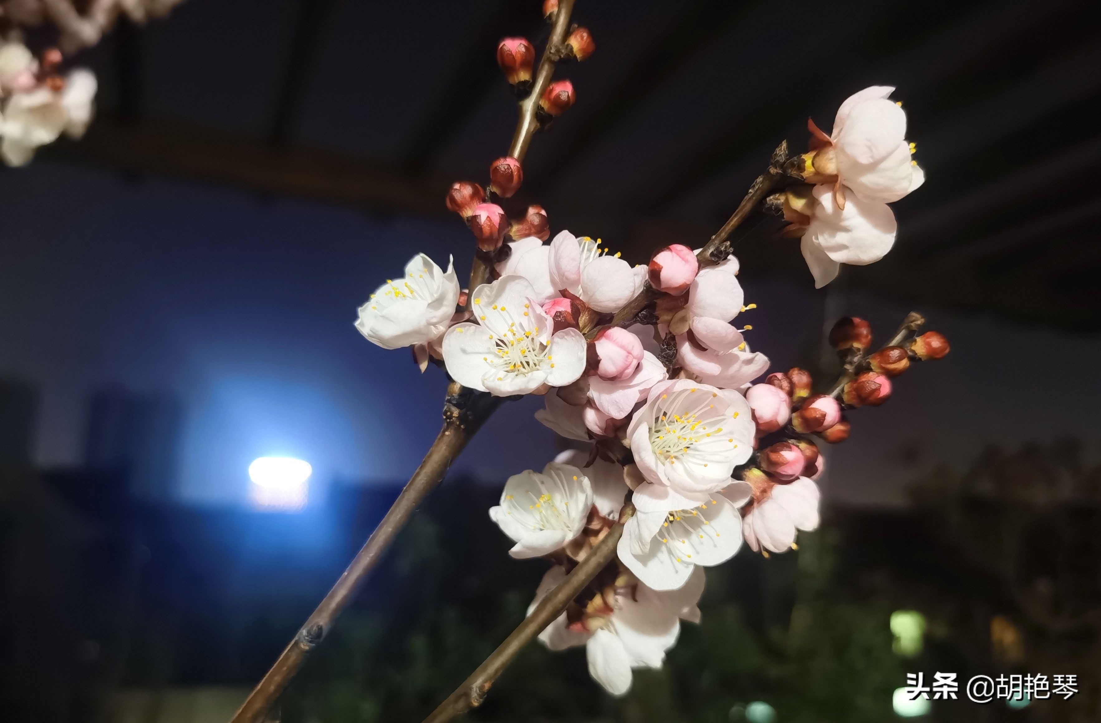 12首诗词：当月色邂逅杏花，就是人间最浪漫的夜晚