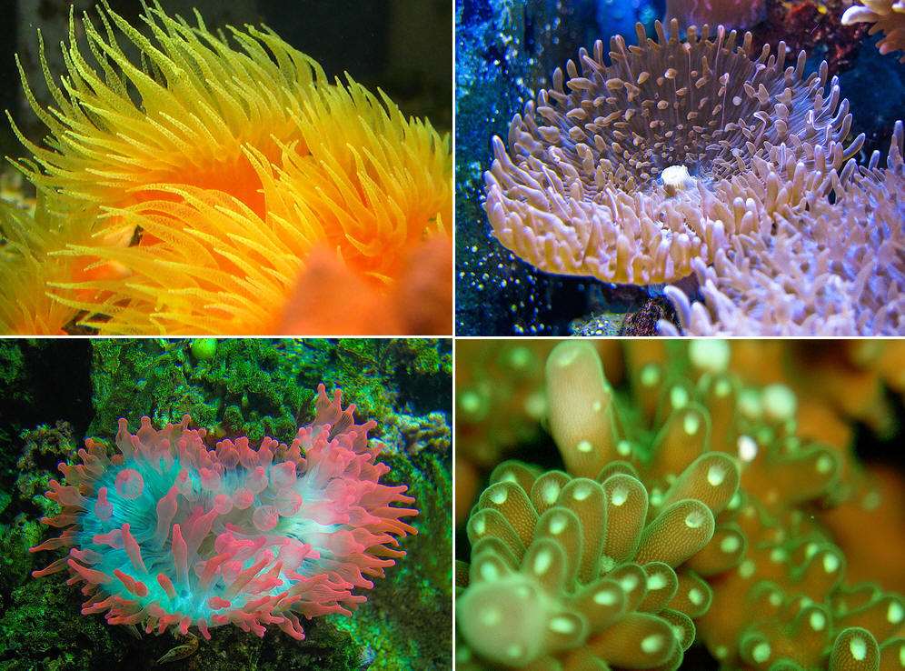 ��������ձ�ѡ�����˥�ϣ��������������⾿����Ϊʲô��