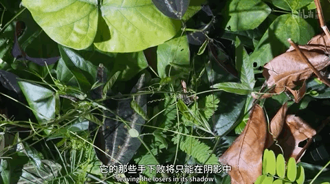 豆瓣第一电影