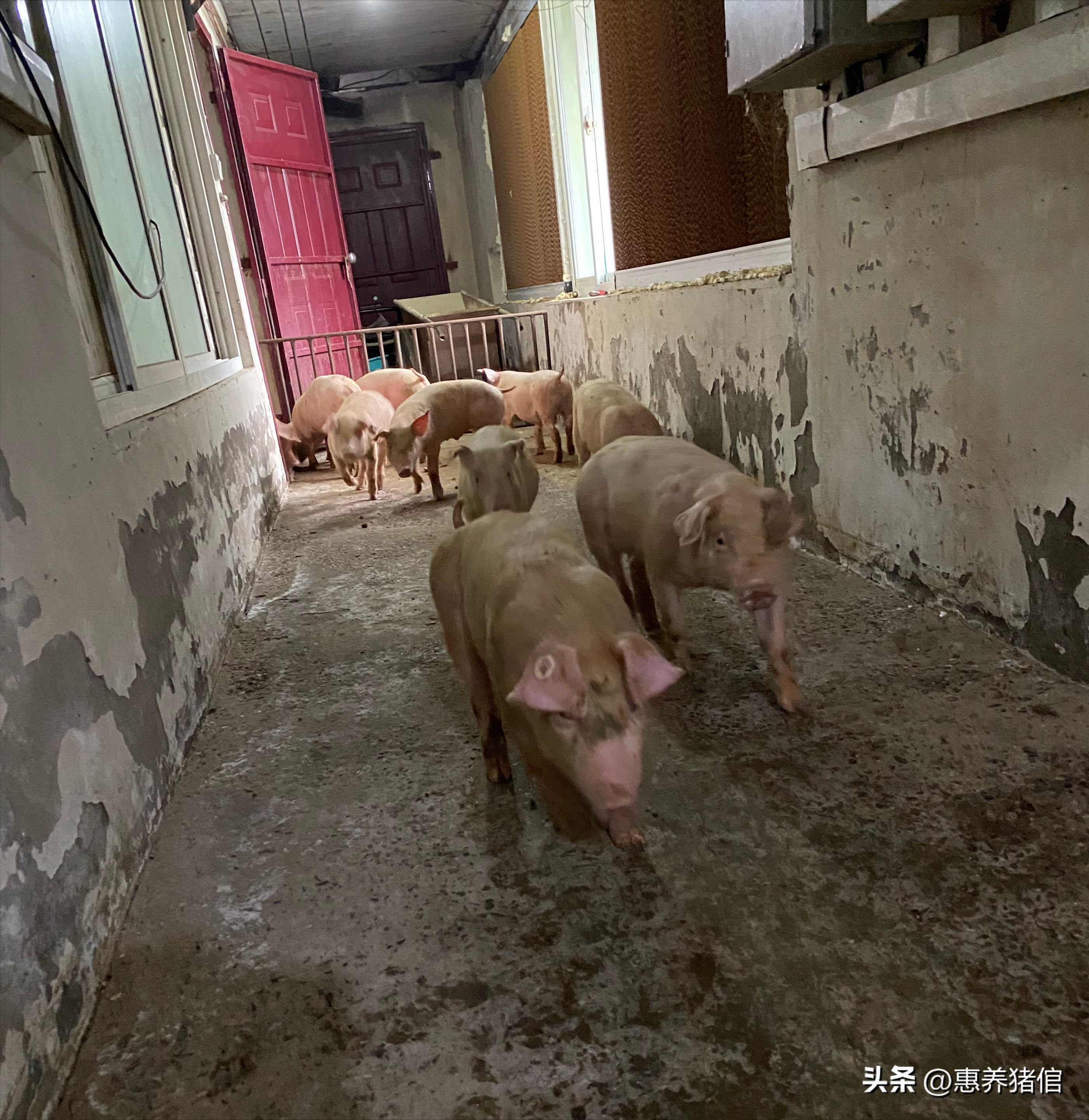 猪场为什么用饲料添加剂(猪场常用饲料添加剂的用途、配伍比例和使用原则)