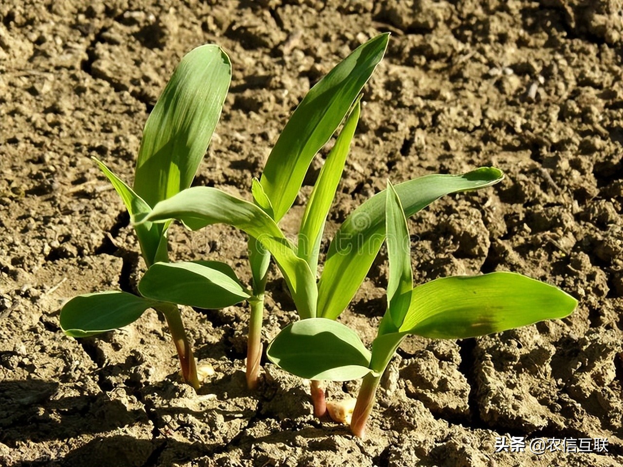 5月30日玉米价格，涨！大豆种植面积增18%，小麦价格僵持