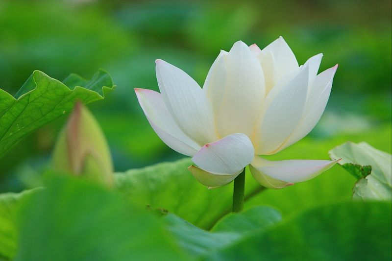 30首唯美荷花诗词，让诗意的荷花给你带来夏日的美好